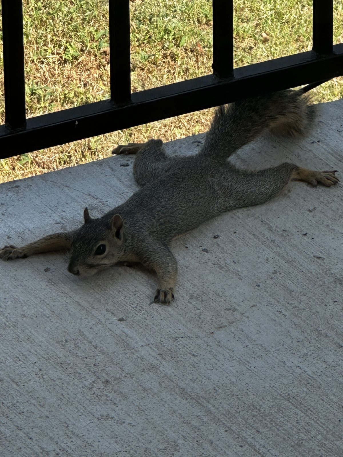 A squirrel sprawled flat on the patio in the heat, all four legs stretched straight out.