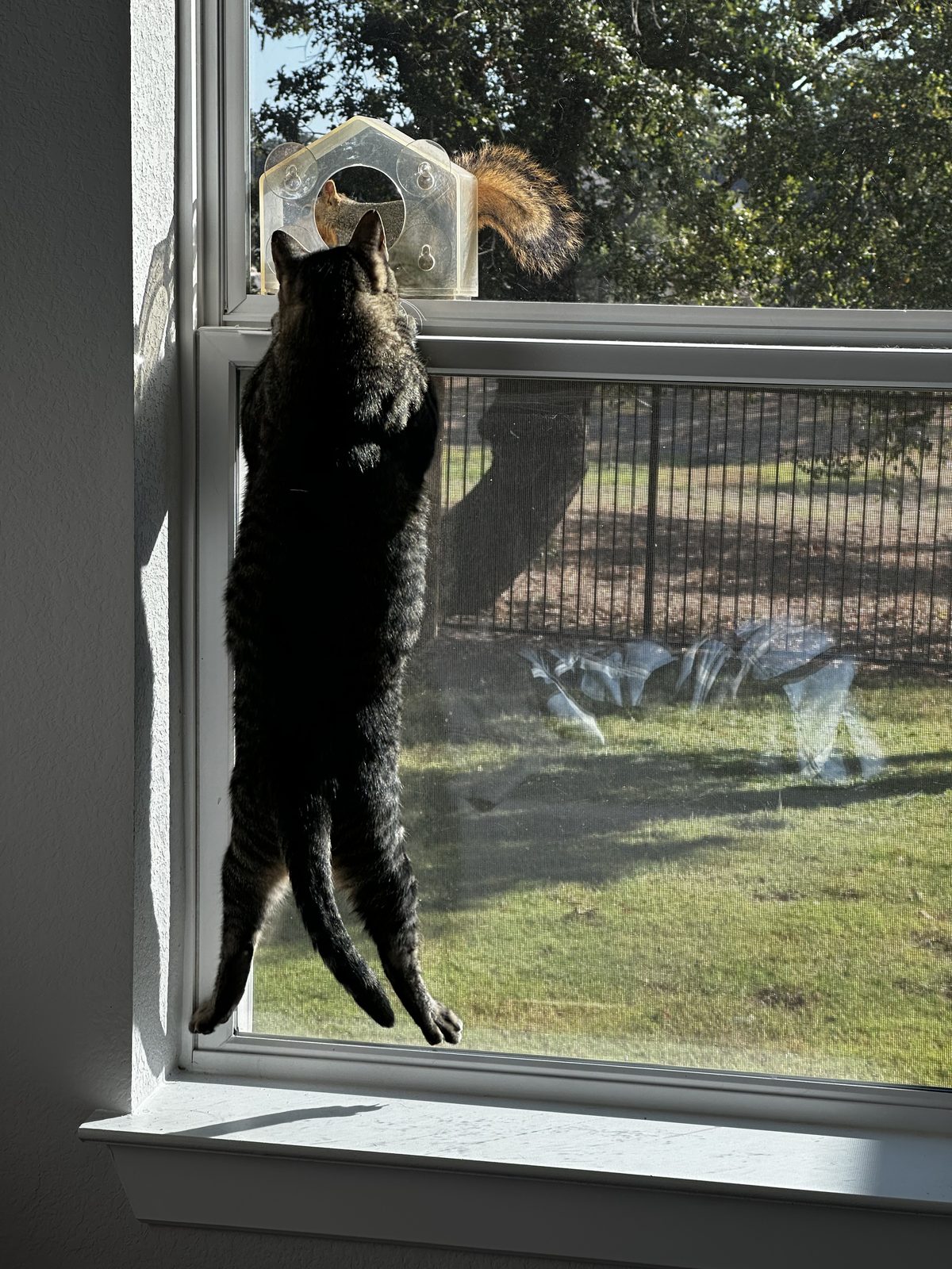 Jasper stretched to full height up the window glass, watching a squirrel in a window feeder.