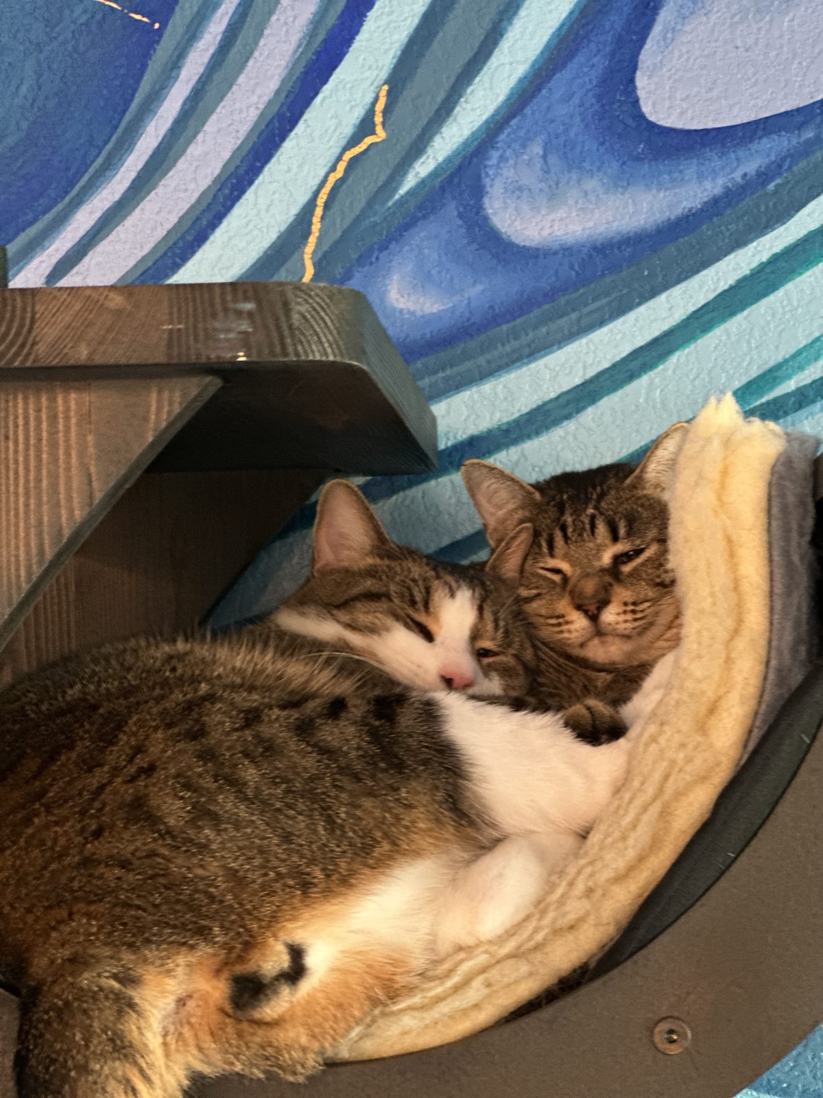 Garnet and Jasper curled up together in the cat tree's fleece hammock.