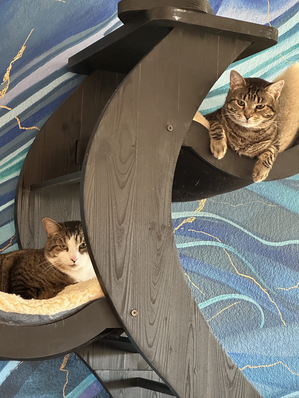 Garnet in a fleece nook of the cat tree, with Jasper stretched out on the perch above.