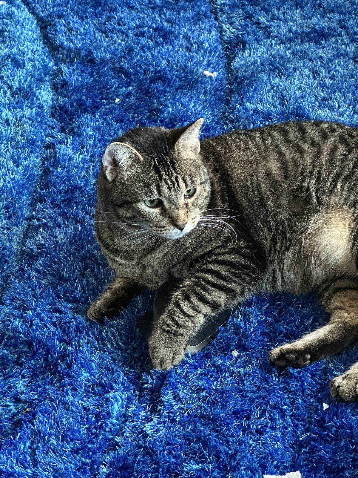 Jasper on the blue rug with a computer mouse held under one foreleg, looking away from the camera.