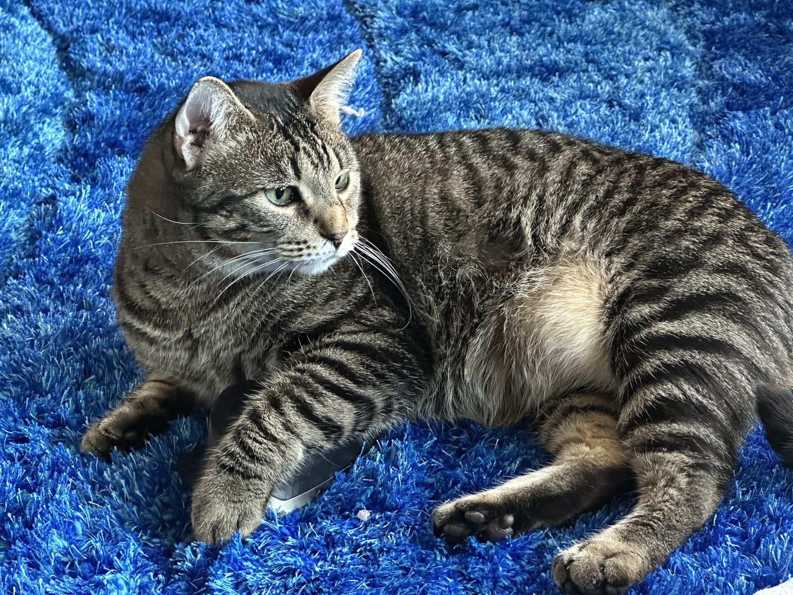 Jasper on the blue rug with a computer mouse pinned under one paw.