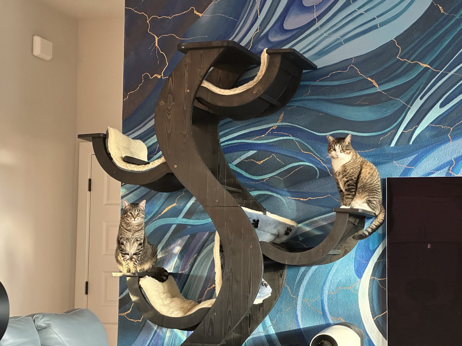 The whole cat tree: Jasper on a lower perch and Garnet on an upper one, against the blue mural.