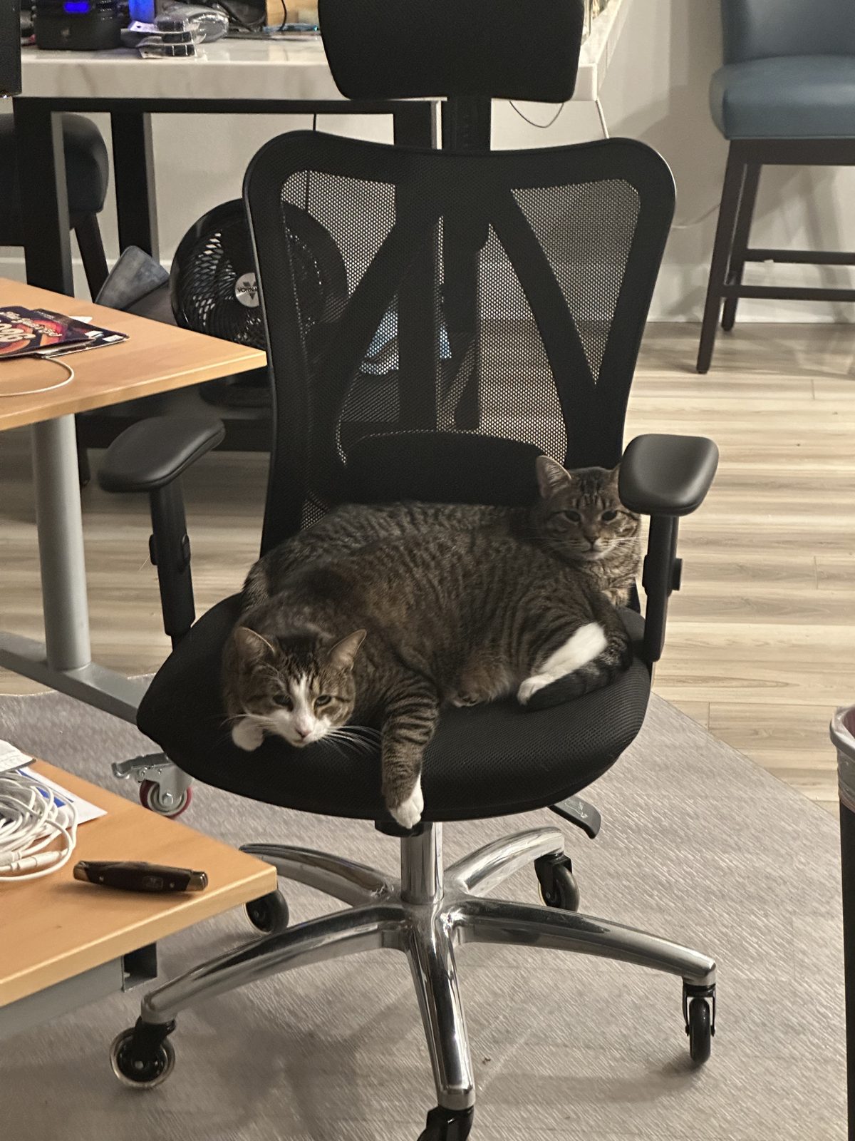 Garnet and Jasper stacked in the office chair again, Jasper propped up behind Garnet.