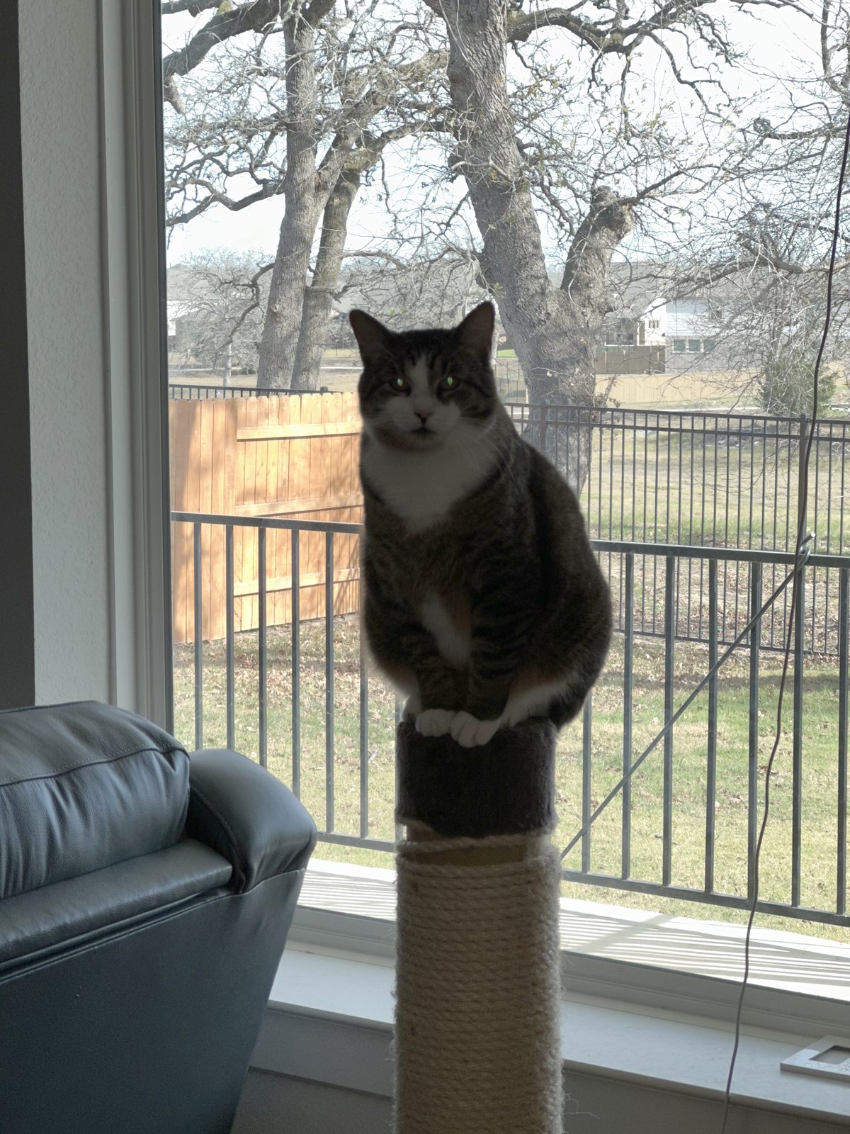 Garnet perched on top of a sisal scratching post, backlit by the window behind him.