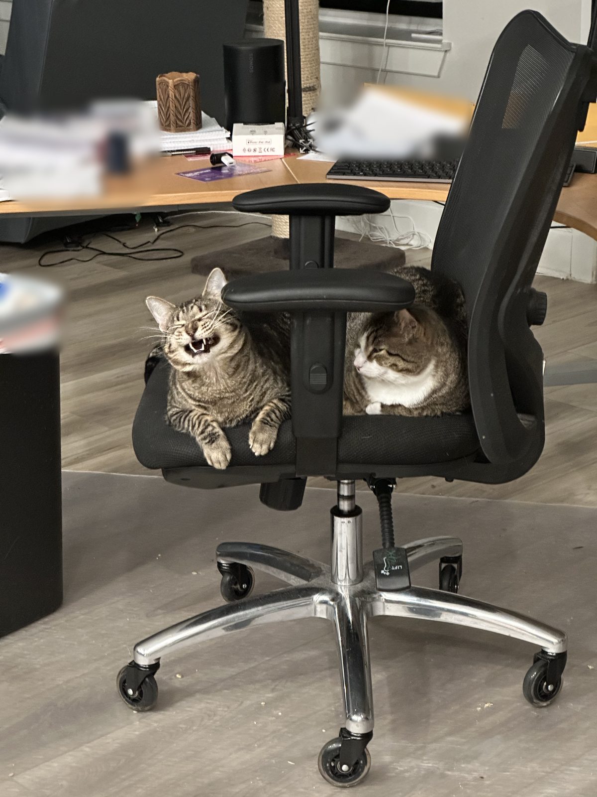 Jasper mid-yawn in the office chair, with Garnet dozing beside him.