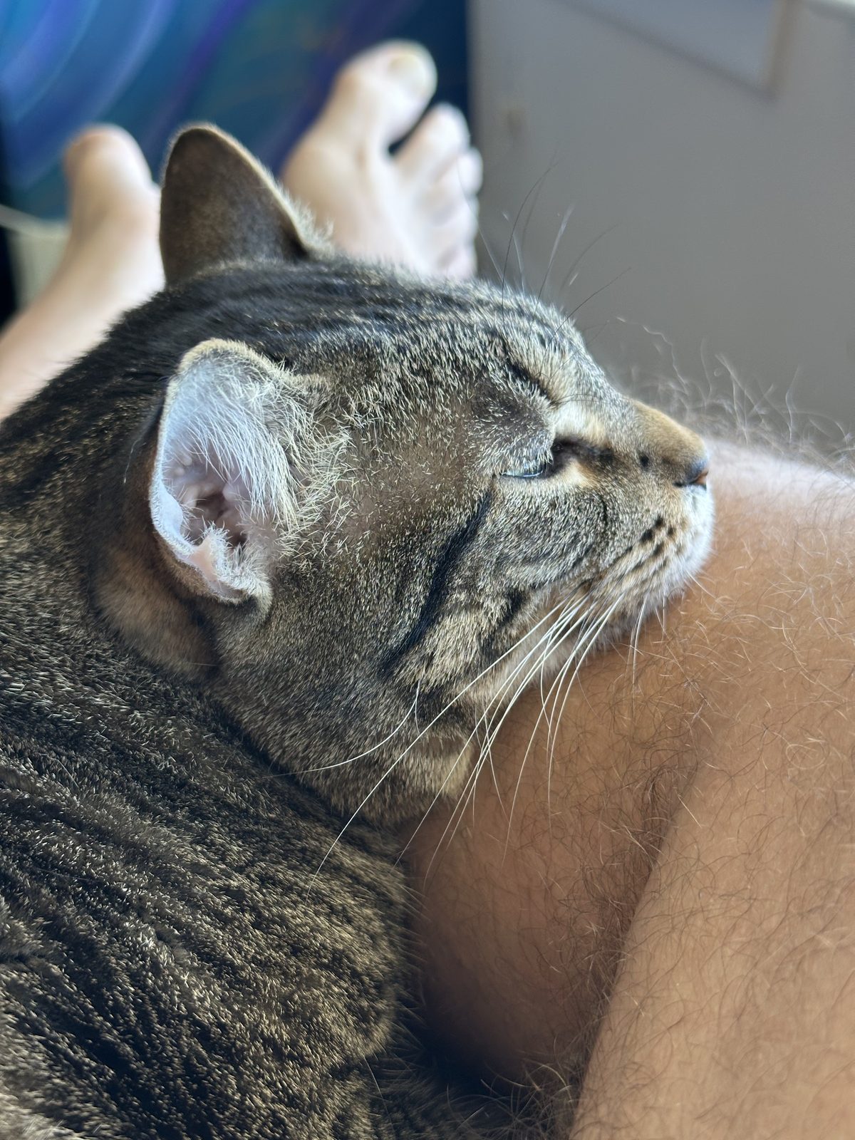 Jasper asleep with his head resting on Ernie's leg, close up.