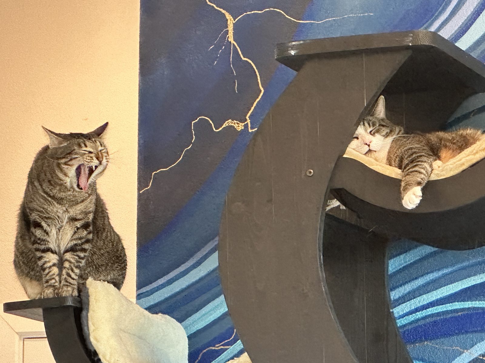 Jasper mid-yawn on one perch of the cat tree, while Garnet lies in the fleece hammock beside him.