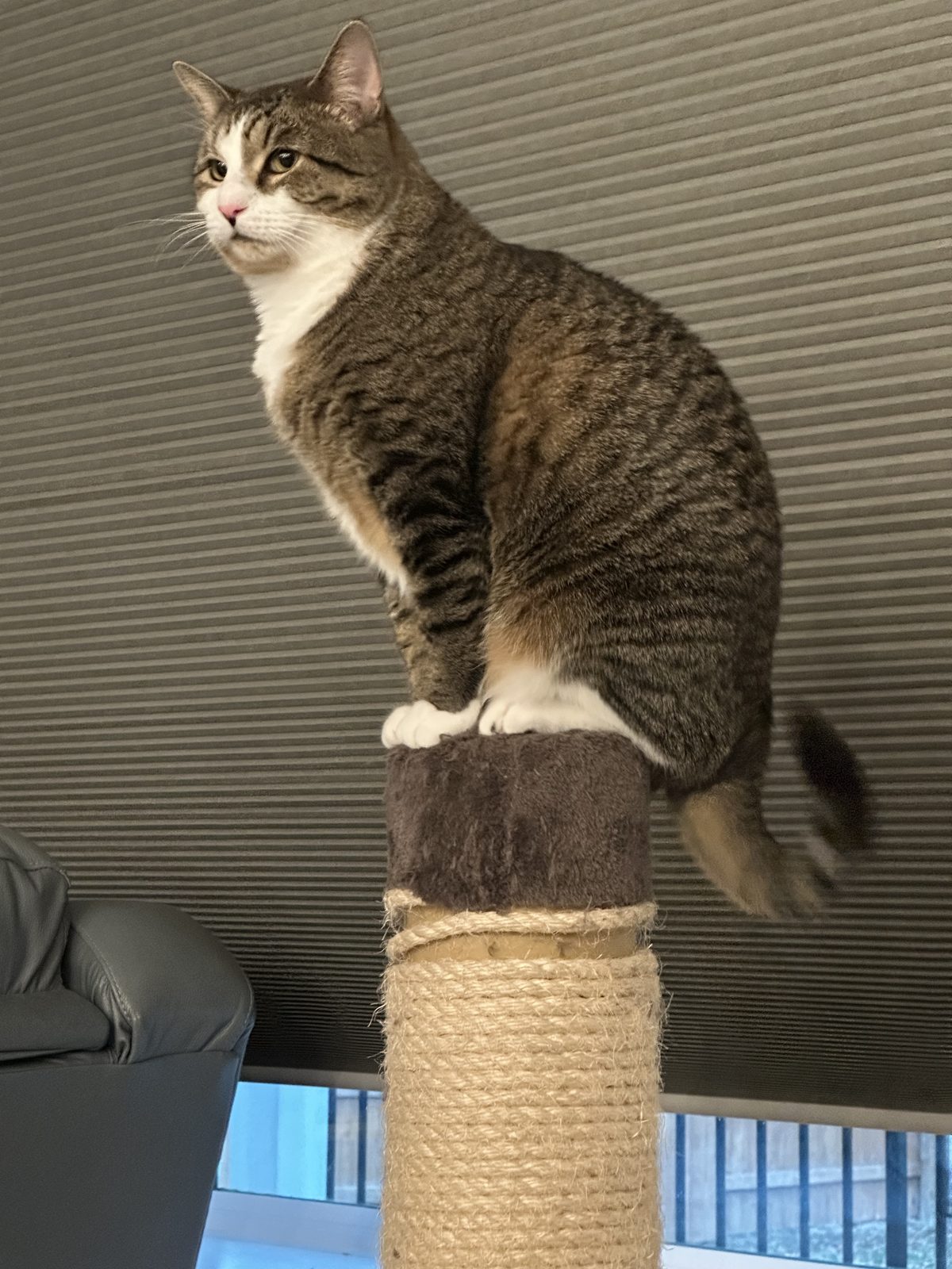 Garnet standing on top of the sisal post, tail stretched out behind him.